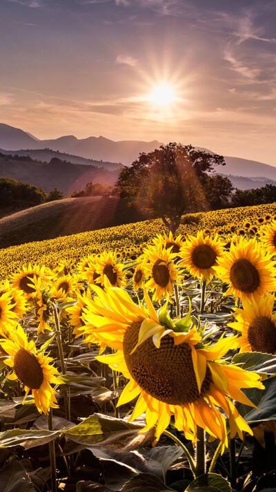 博秀美图苹果版(下载最新版美图秀秀app)-第4张图片-有道翻译官网