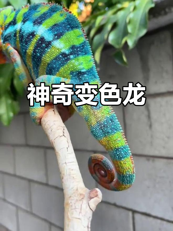 变色龙苹果版(下载变色龙最新版)-第18张图片-有道翻译官网